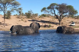 Botswana Safari - Katie Marta - Elephants in Chobe River, Chobe National Park