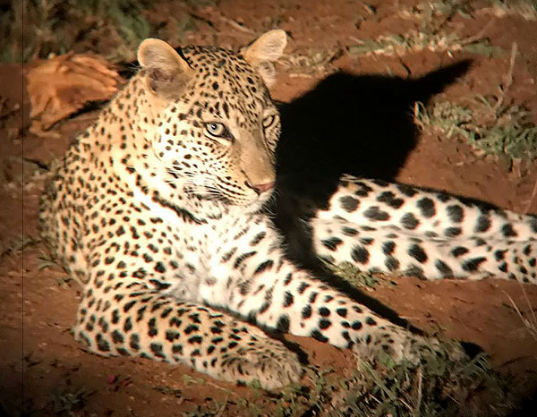 South Africa Safari - Katie Marta - Big 5 Wildlife Safari, Leopard Sighting