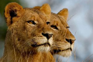Leopard Hills - 5 Star Safari Lodge in Sabi Sands, Kruger National Park