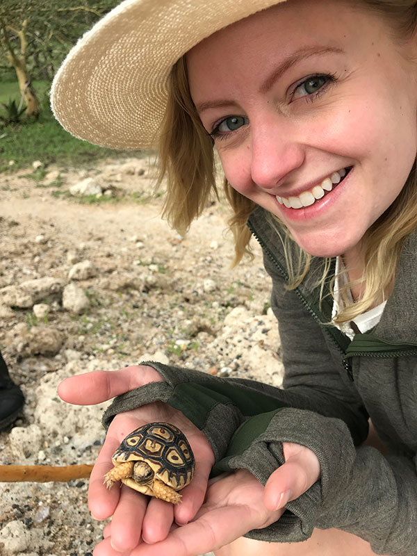 Tanzania travel - walking safari - baby leopard tortoise