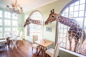 Giraffes sticking their heads in for breakfast at Giraffe Manor, Kenya