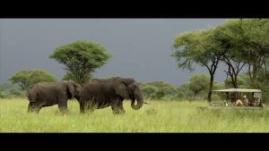 Tanzania-Wildlife-Safari-Chem-Chem-Lodge