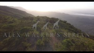 African-Wildlife-Safari-Alex-Walkers-Serian-East-Africa