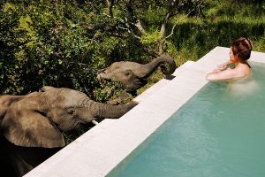 South Africa luxury travel packages - Elephant drinking from the pool at Royal Malewane safari lodge