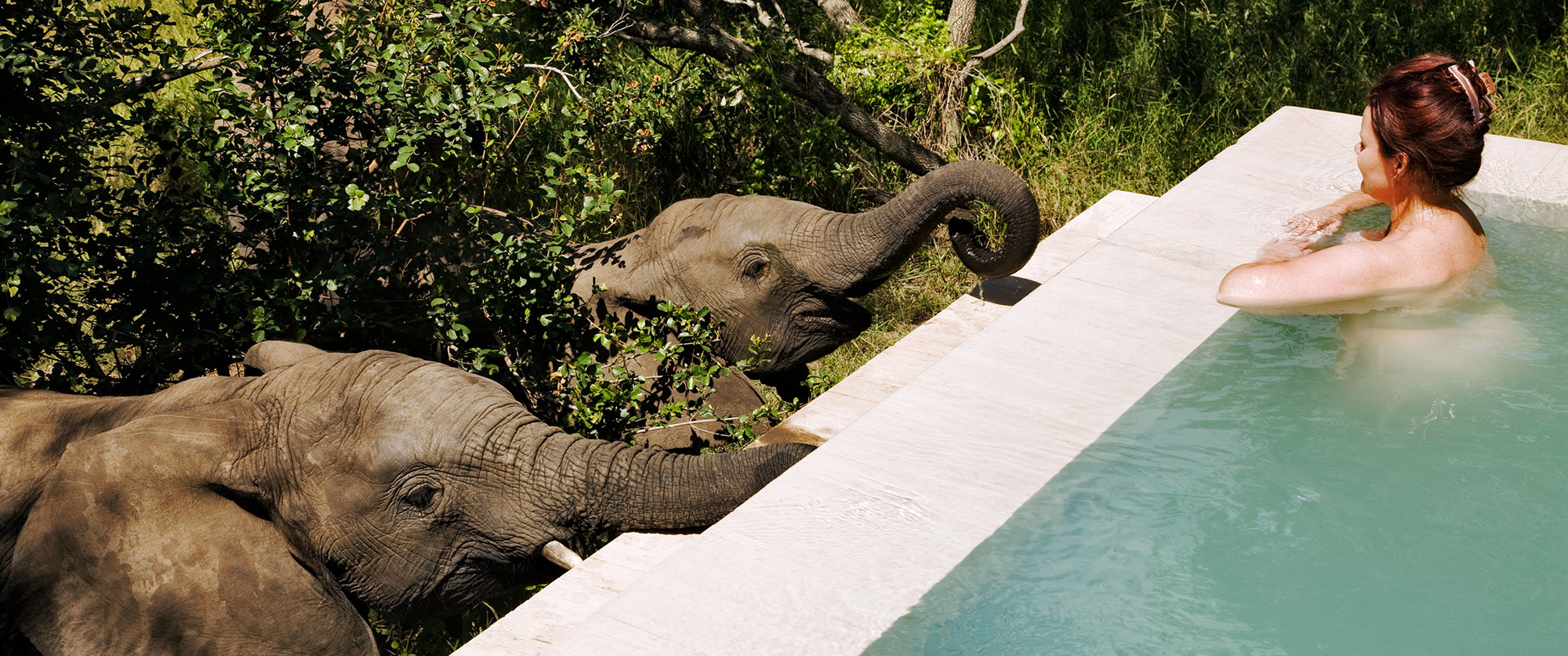 South Africa luxury travel packages - Elephant drinking from the pool at Royal Malewane safari lodge