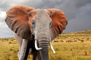 Download Our Africa Travel Brochure - African Safari Travel, Luxury Travel Agency, 5-Star Africa Travel