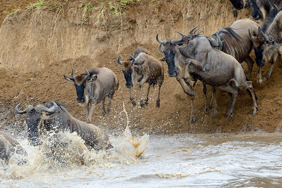 East Africa Safari Travel - Great Migration River Crossing in the Maasai Mara