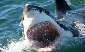 south-africa-best-time-to-visit-birkenhead-house-great-white-shark
