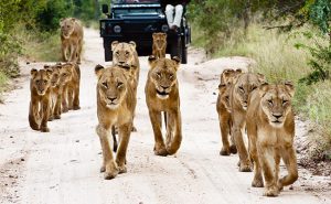 south-africa-best-time-to-visit-kruger-wildlife-safari-sabi-sabi-lions-on-road