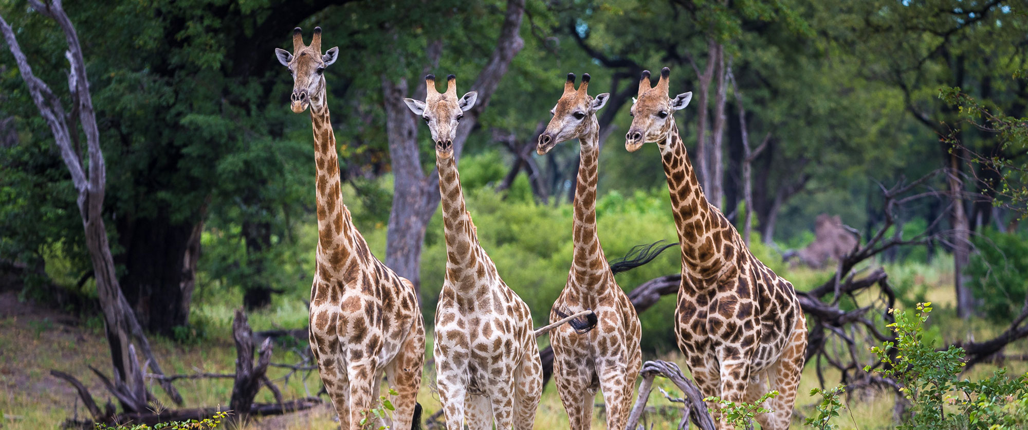 Giraffes spotted on safari at Kings Pool Camp, Linyanti Concession, Botswana