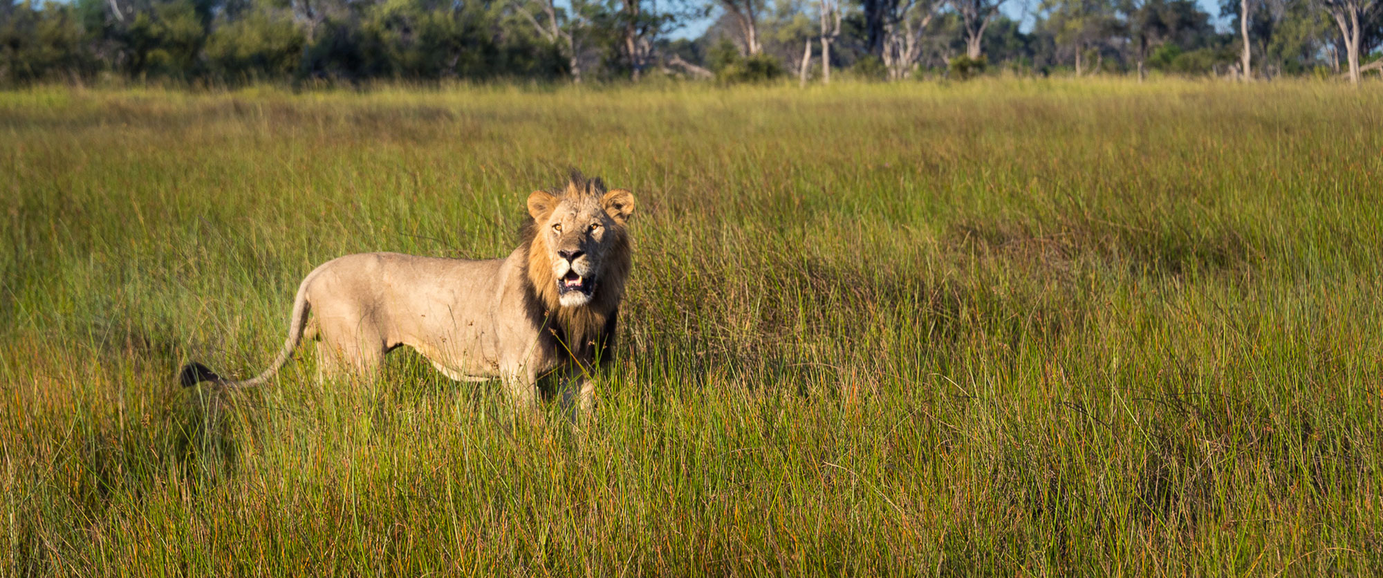 Lion spotted on an Okavango Delta safari at Vumbura Camp, Botswana