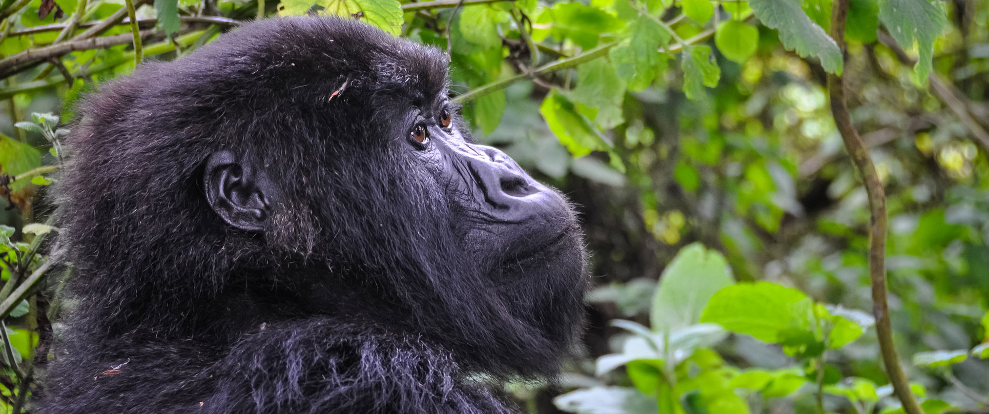 Wild Mountain Gorilla Trekking in Volcanoes National Park, Rwanda