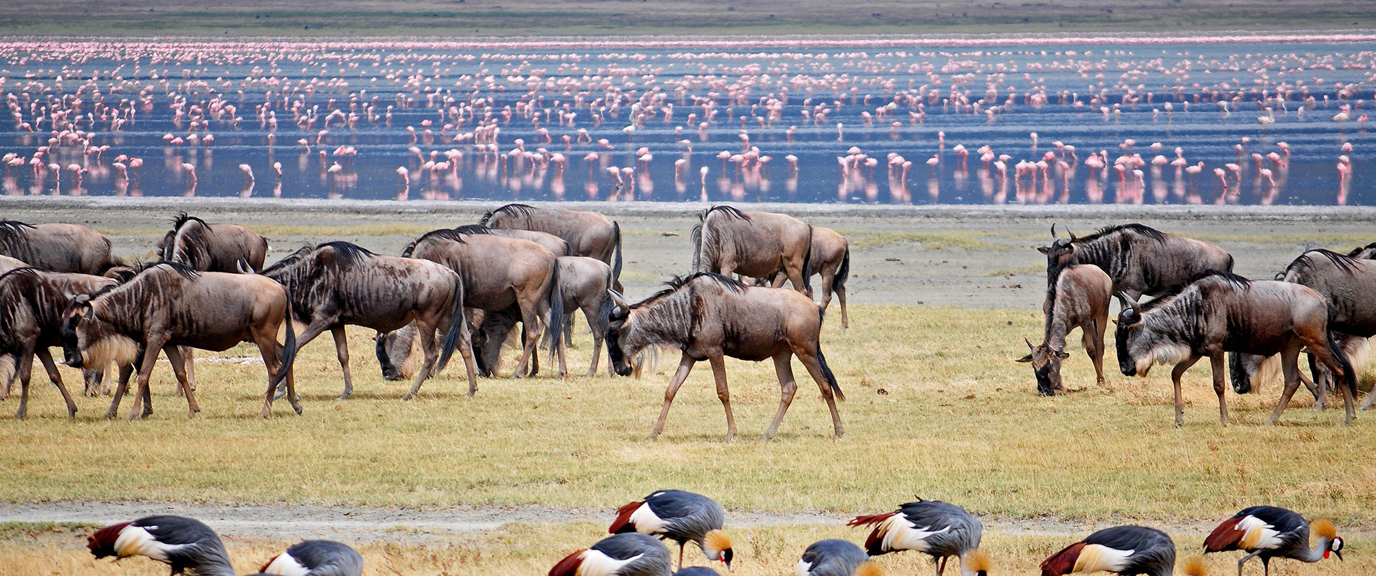 Lake Manyara Wildebeest and Flamingos