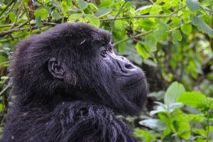 Gorilla Trekking & Gorilla Safaris in Africa - Best Travel Agency