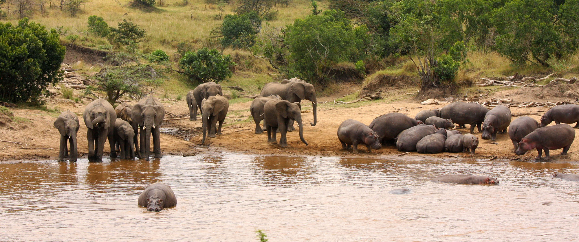 Elephants Drinking in Front of Karen Blixen Camp, Masai Mara Kenya