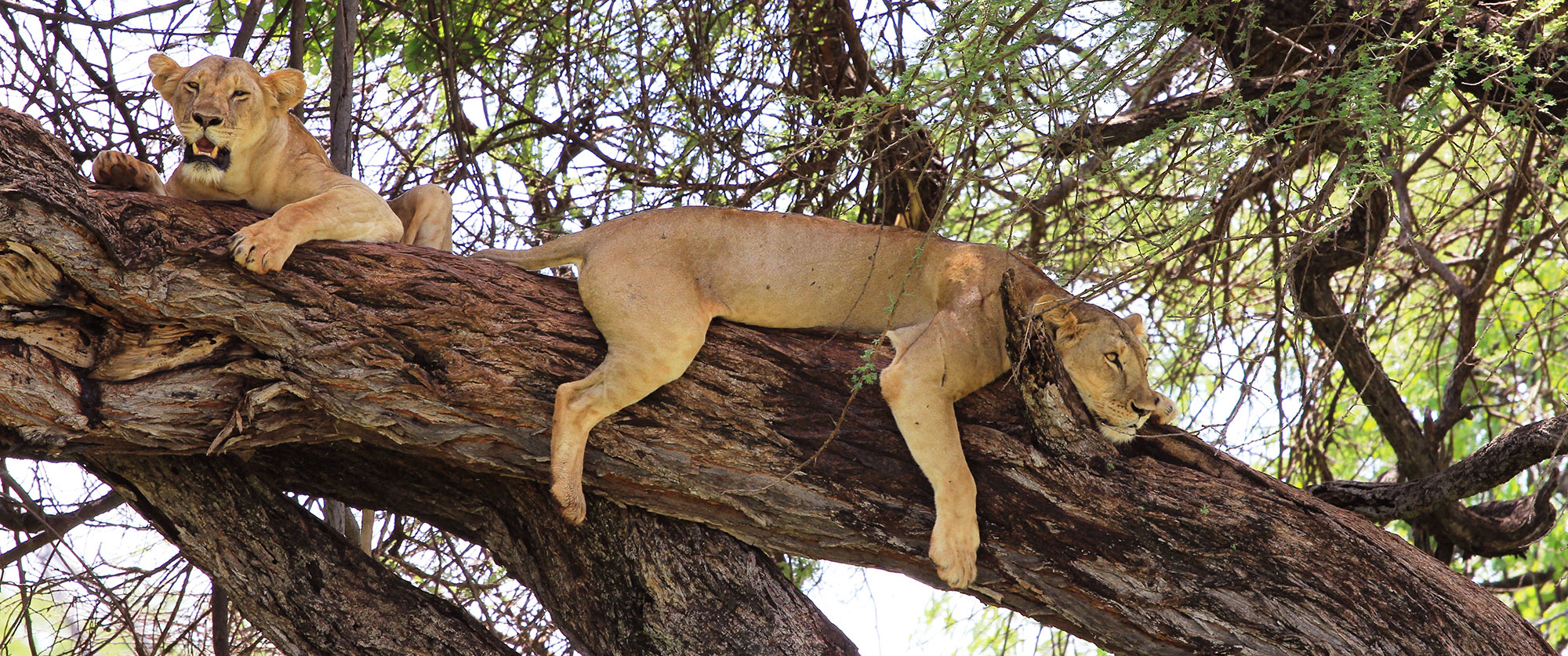 Elsa's Kopje Safari Lodge, Kenya - Tree Climbing Lions