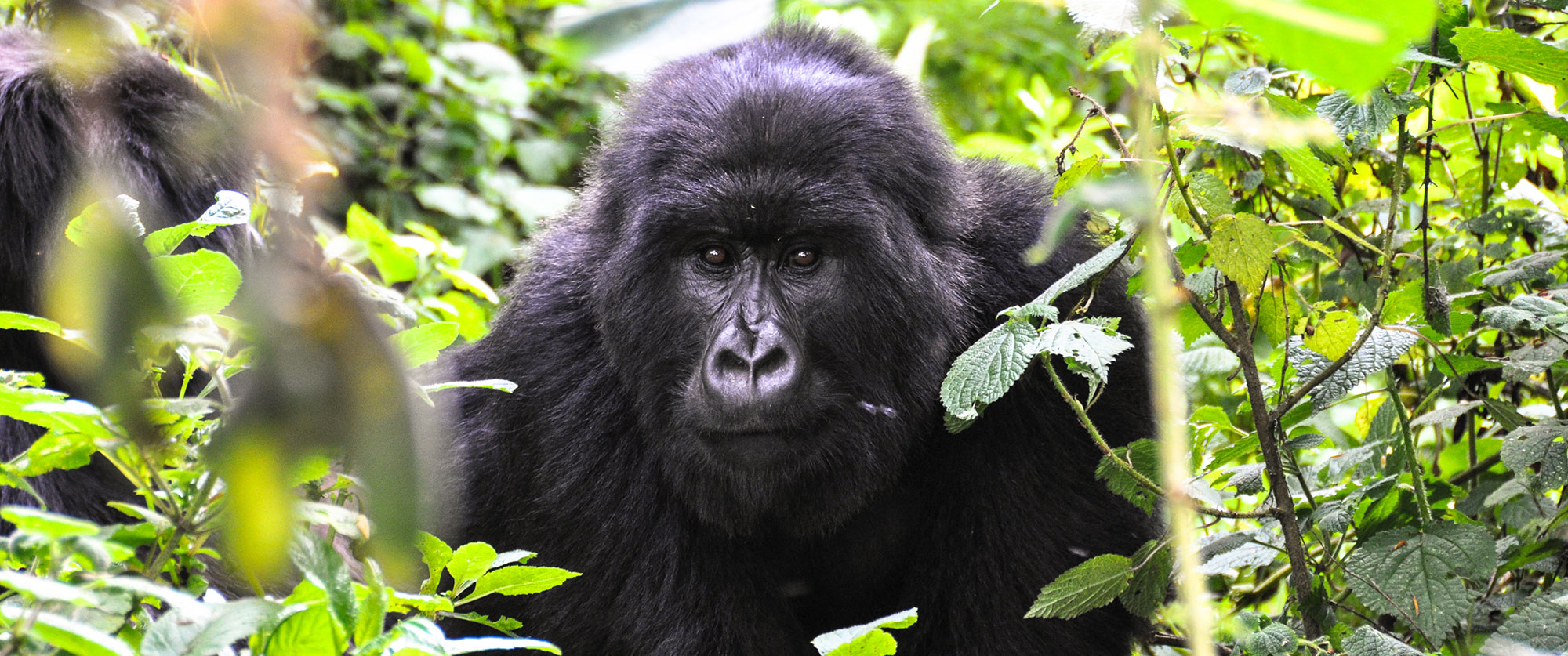 Wild Mountain Gorilla Trekking in Volcanoes National Park, Rwanda