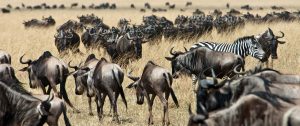Karen Blixen Camp Kenya - Wildebeest Great Migration