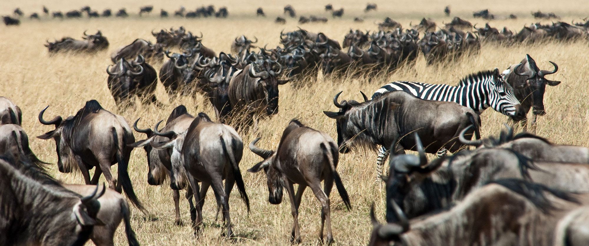 Karen Blixen Camp Kenya - Wildebeest Great Migration