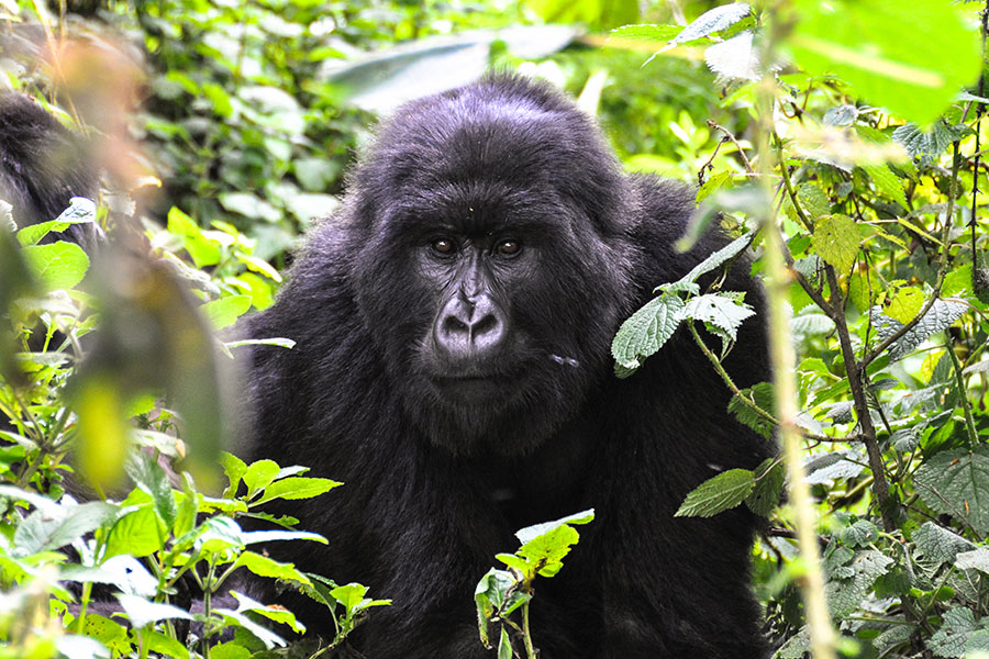 cruise african safari