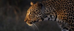 Leopard Spotted on Safari at Royal Malewane Lodge