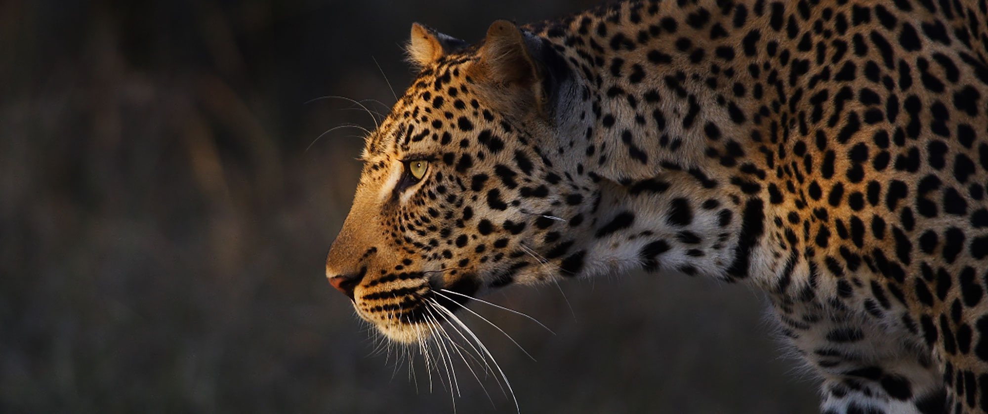 Leopard Spotted on Safari at Royal Malewane Lodge