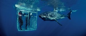 South Africa Great White Shark Cage Diving