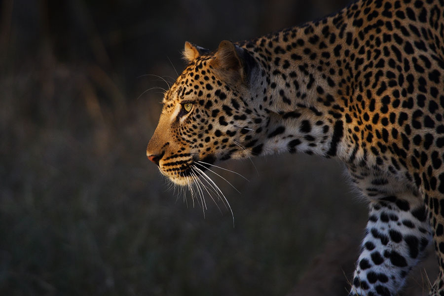 Leopard Spotted on Safari at Royal Malewane Lodge