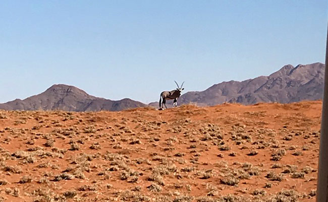 Oryx in Wolwedons Region, Namibia