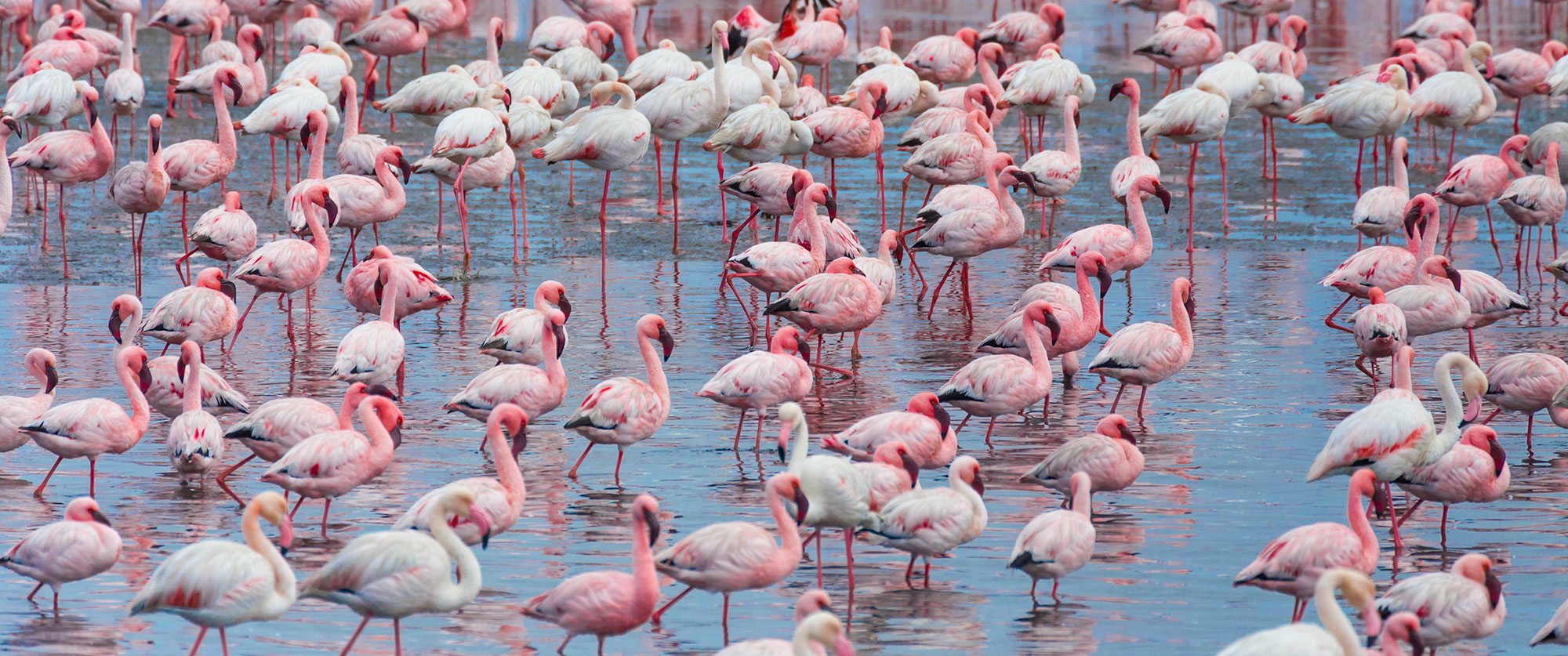 Flamingos in Walvis Bay, Namibia