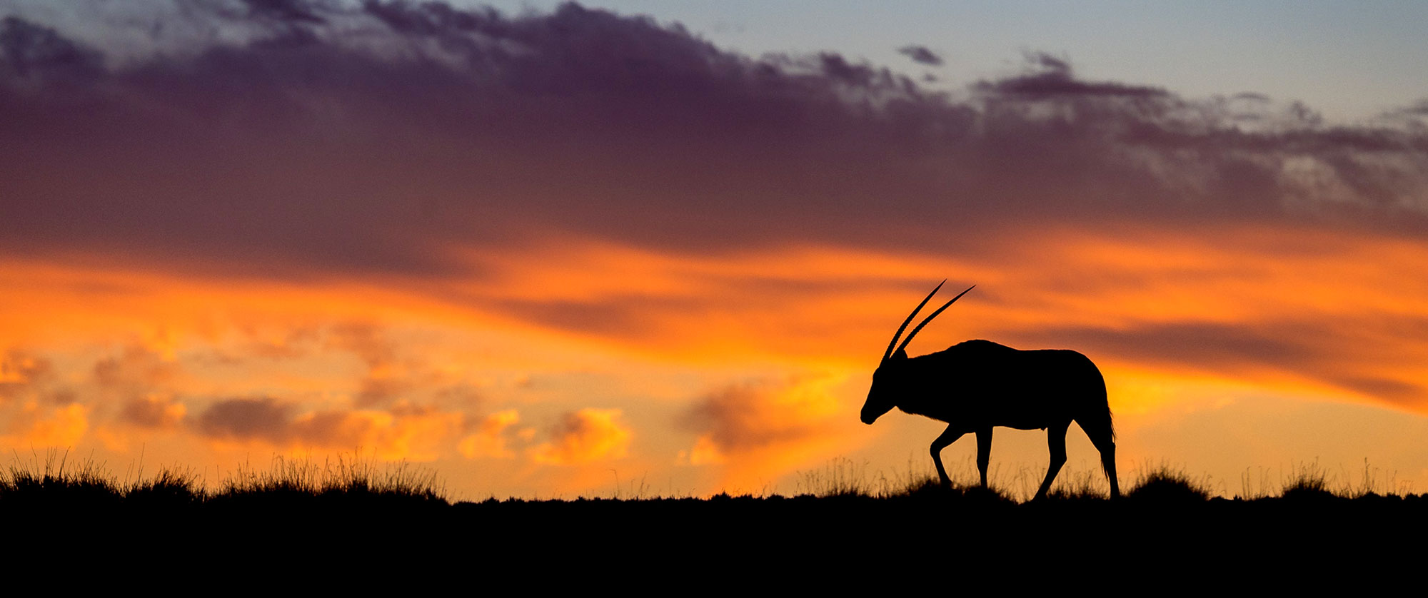 Oryx at Sunset in Namibia - Kulala Desert Lodge