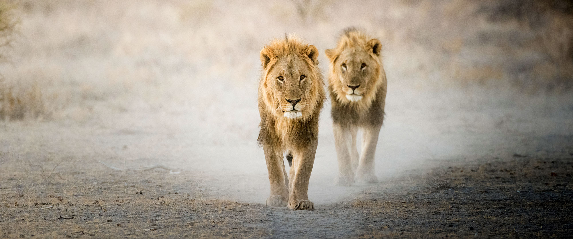 Lions in Etosha National Park - Ongava Lodge, Namibia