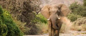 Desert adapted elephant in Namibia - Hoanib Valley Camp