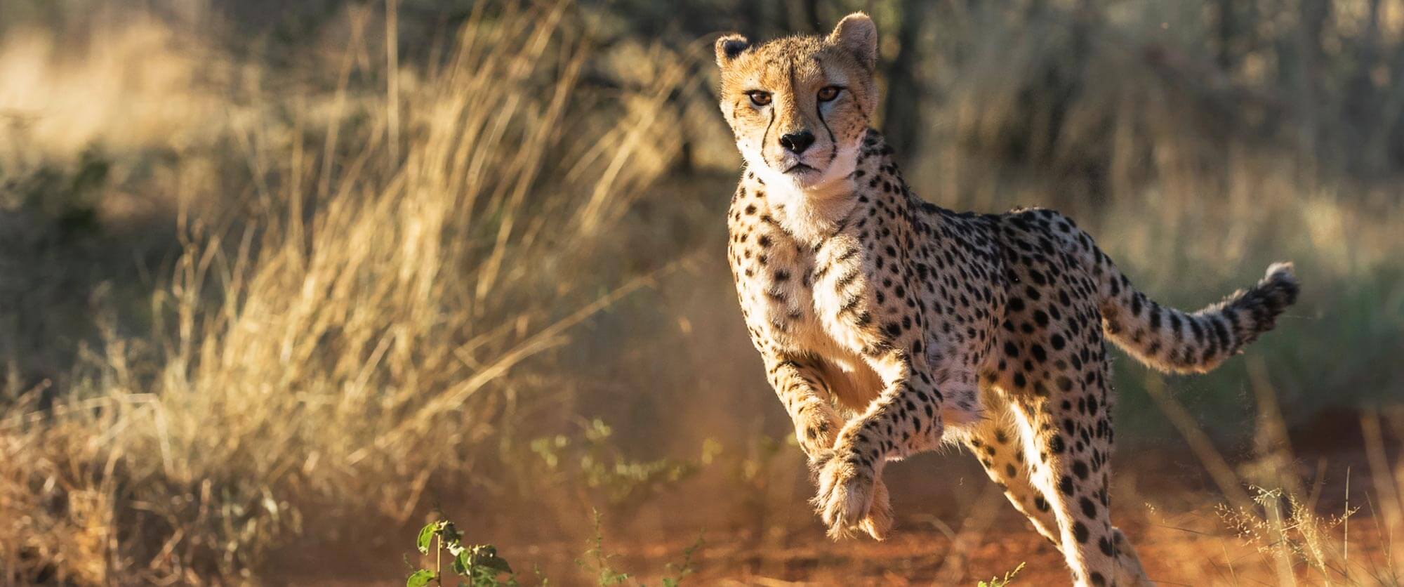 Cheetah at Okonjima Nature Reserve, Namibia - AfriCat Foundation - Namibia Safari