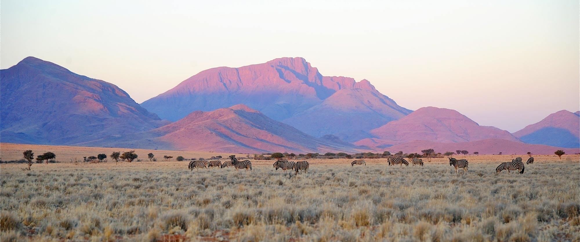 Zebras in Wolwedans NamibRand Nature Reserve, Namibia