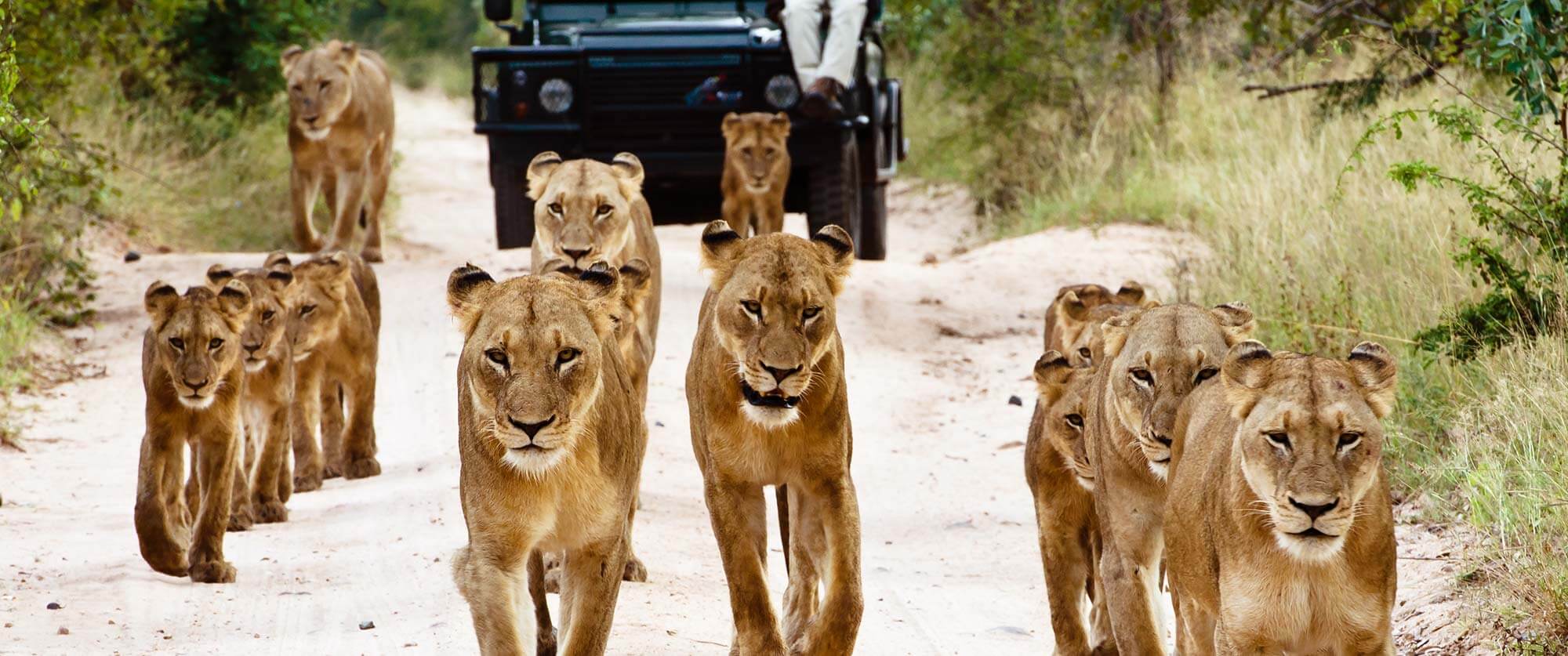 Sabi Sabi game drive lions - South Africa Kruger Safari