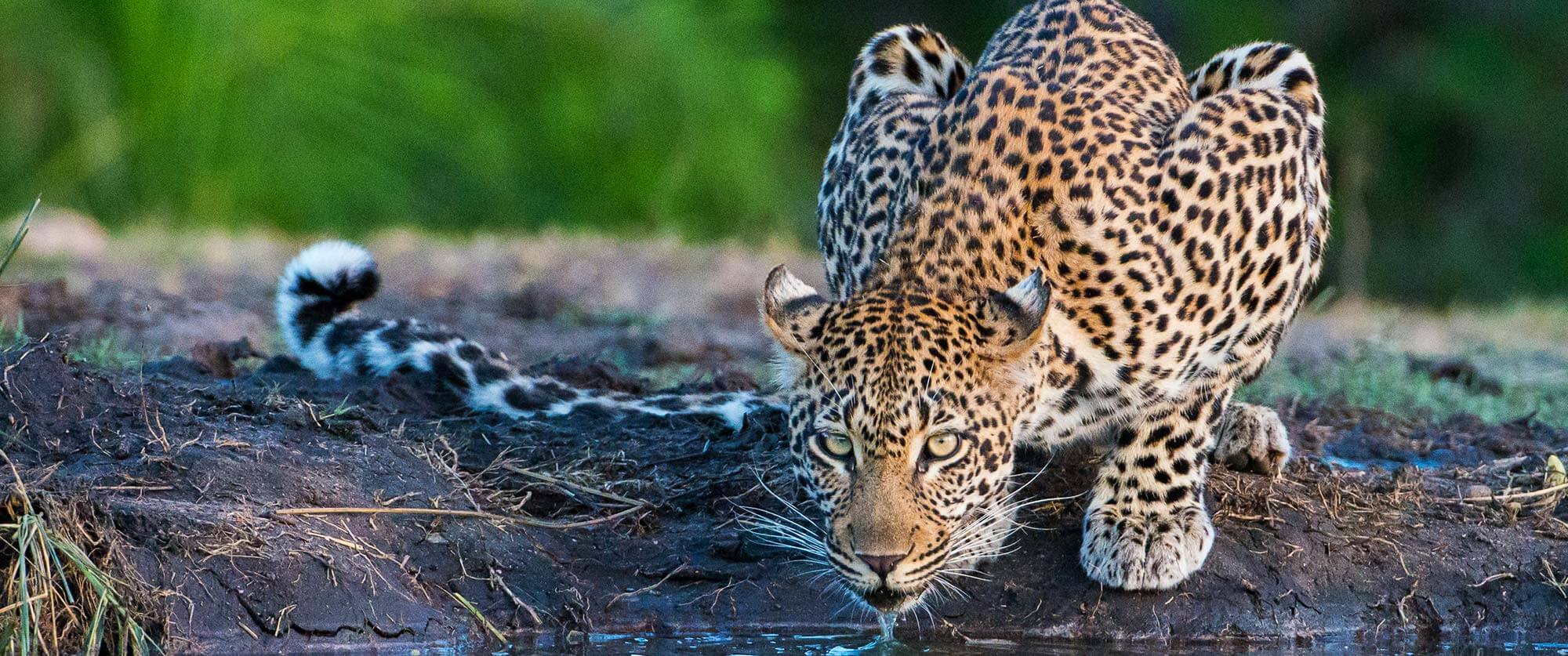 Sabi Sabi game drive leopard - South Africa Kruger Safari