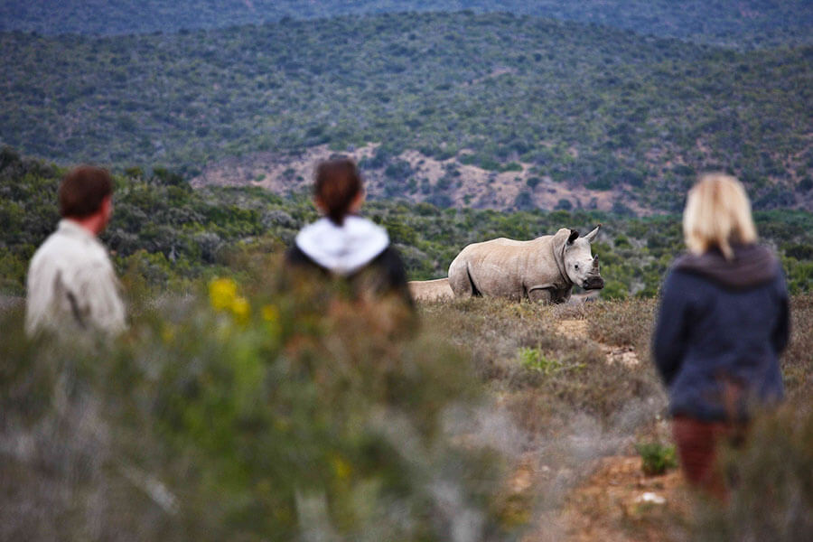 South Africa safari - Rhino on walking safari