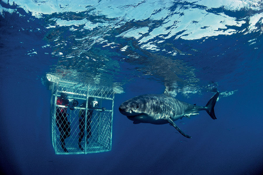 Cage diving with Great White Sharks, South Africa