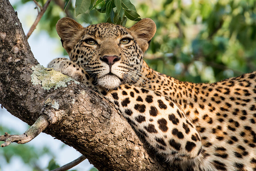 Kruger safari South Africa - Leopard in Sabi Sands
