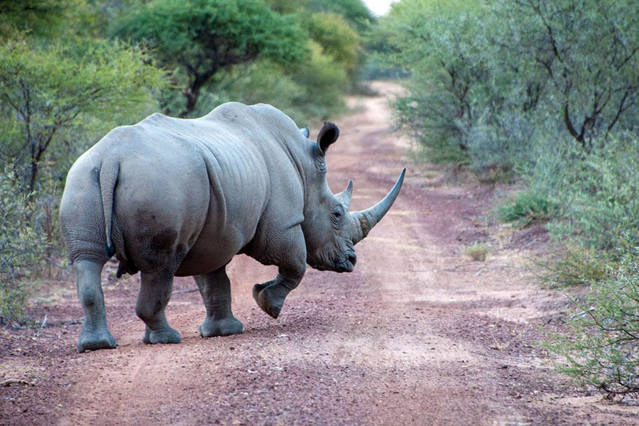 South Africa wildlife safari - Rhino on road