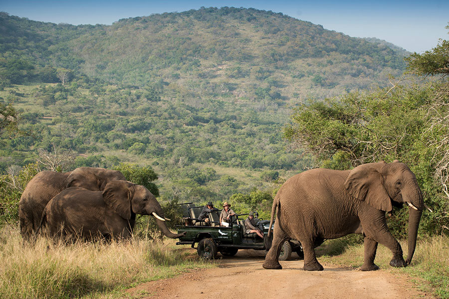 Elephants on safari at andBeyond Phinda Homestead