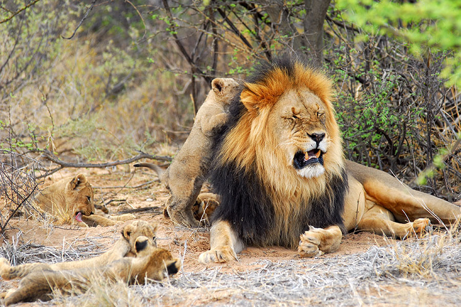 South Africa safari - Kalahari black maned lion, Tswalu Kalahari