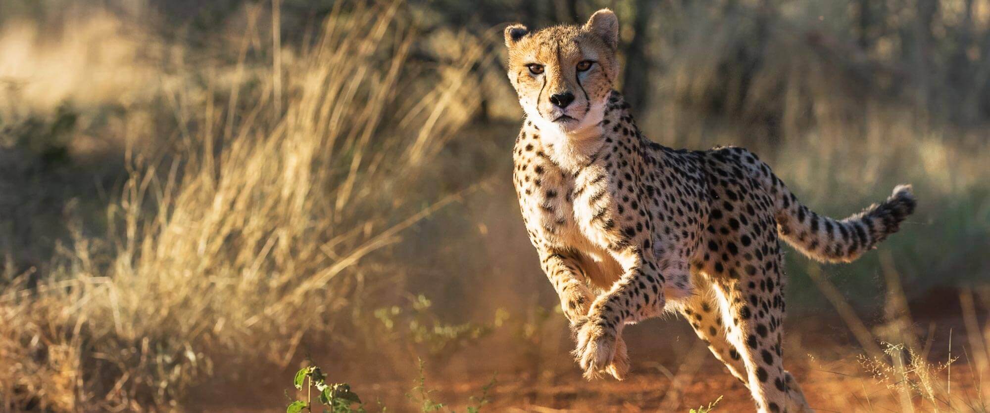 Cheetah at Okonjima Nature Reserve, Namibia - AfriCat Foundation - Namibia Highlights Vacation