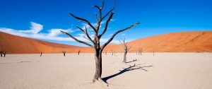 Deadvlei and Sossusvlei - Namibia Highlights Vacation