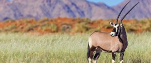 Oryx on Wolwedans Nature Reserve - Namibia Highlights Vacation