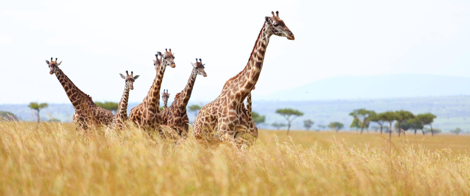 Kenya Safari - Giraffes - Angama Mara Camp