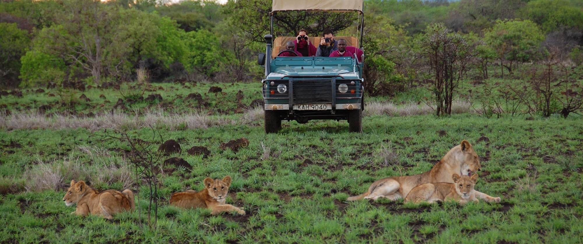 Kenya Big 5 Wildlife Safari - Lions on Game Drive - Campi ya Kanzi