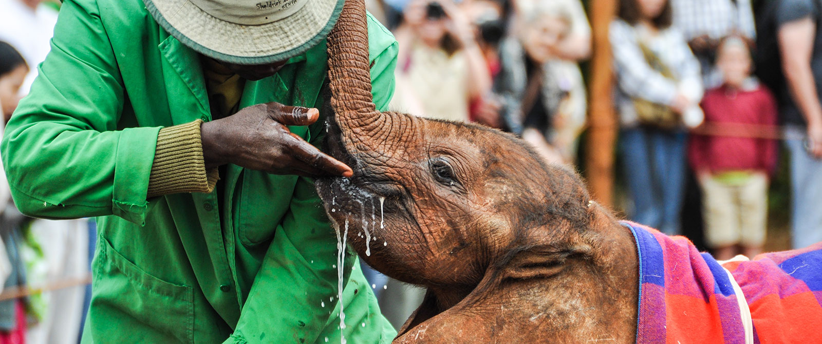 Handler Feeding Baby Elephant at David Sheldrick Elephant Orphanage - Photo by Candice Heckel, African Safari Expert