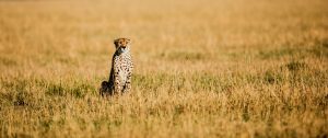 Cheetah in the Serengeti - Legendary Serengeti Mobile Camp Safari - Great Migration Safari Packages